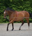 Waldhausen Rope Lunging Aid